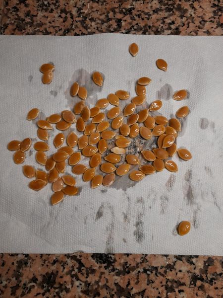 File:Pumpkin6.jpeg