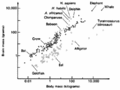 Correlation between body weight and brain mass.gif