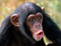 Monke.png