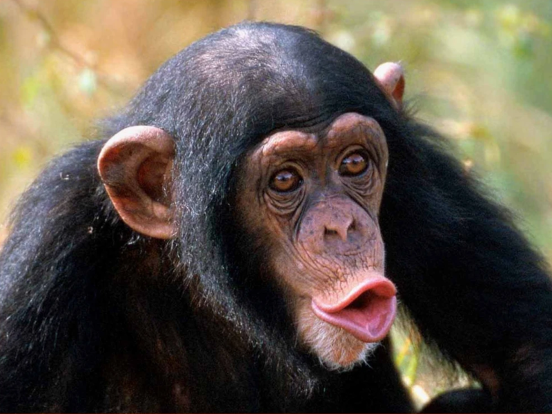 File:Monke.png
